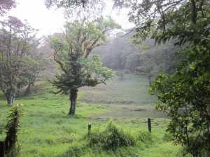Monteverde 11      